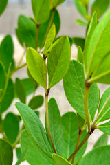 The ovate green leaves of the Baptisia 'American Goldfinch' the beginning of June