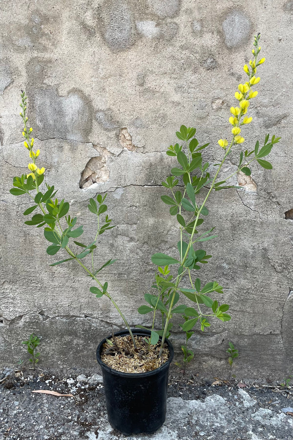 Baptisia 'Solar Flare' in a #1 growers pot the beginning of June with its yellow flowers starting to open.