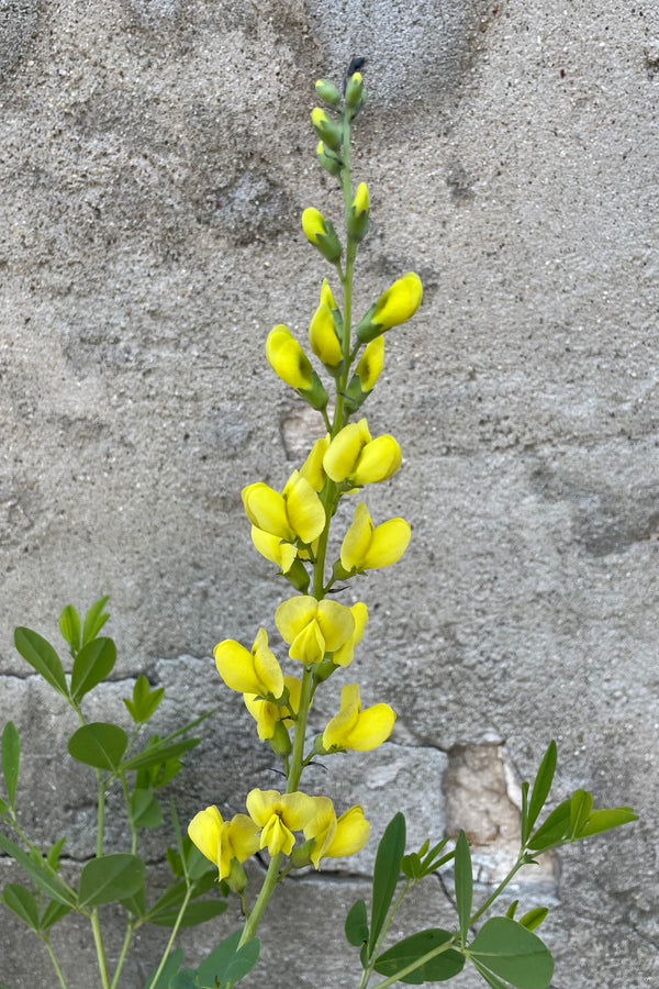 the beginning blooms of the Baptisia 'Solar Flare' sweet yellow in the beginning of June