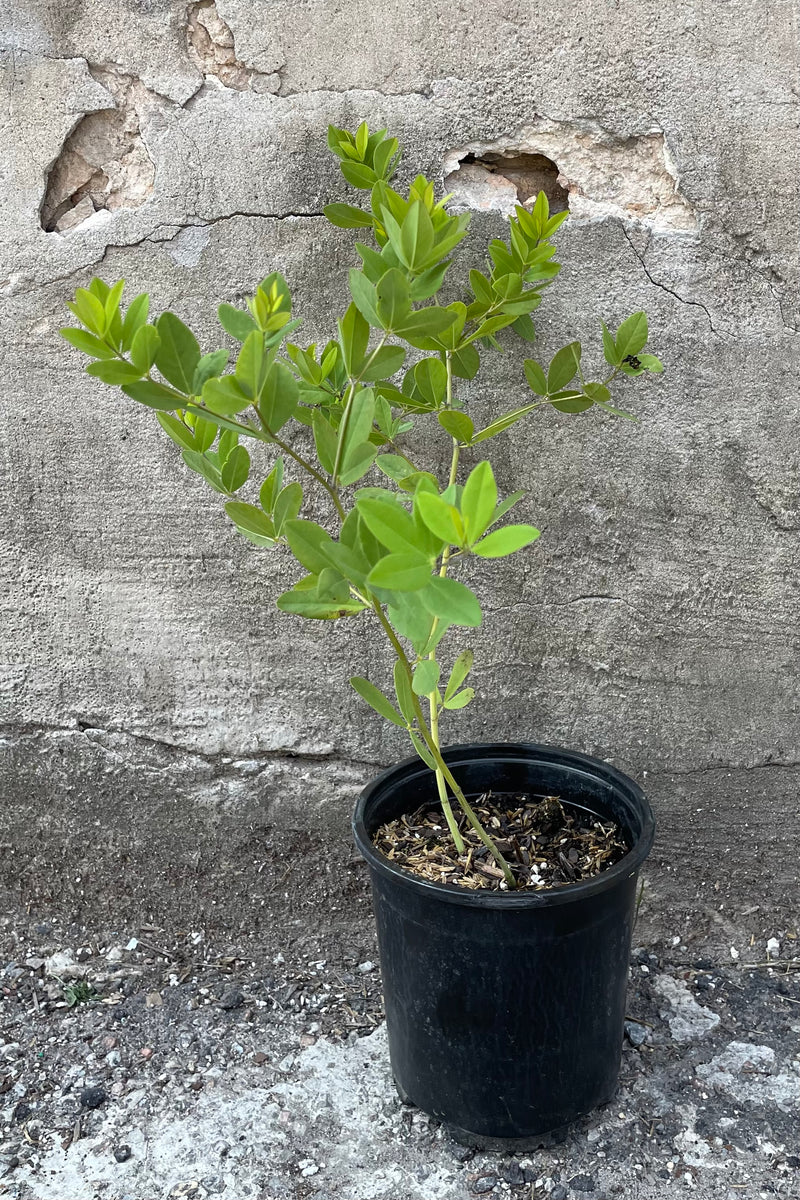 Baptisia 'Twilite Prairieblues' in a #1 growers pot the middle of June showing off its light green ovate foliage