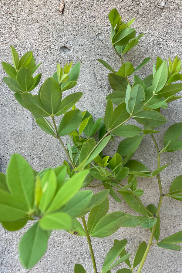 Baptisia 'Twilite Prarieblues' green ovate leaves middle of June