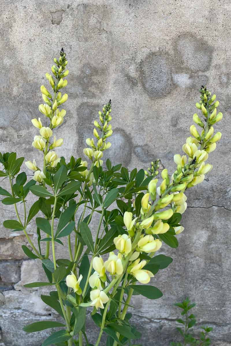 Baptisia 'Mojito' up close showing the light yellow bud and blooms mid May