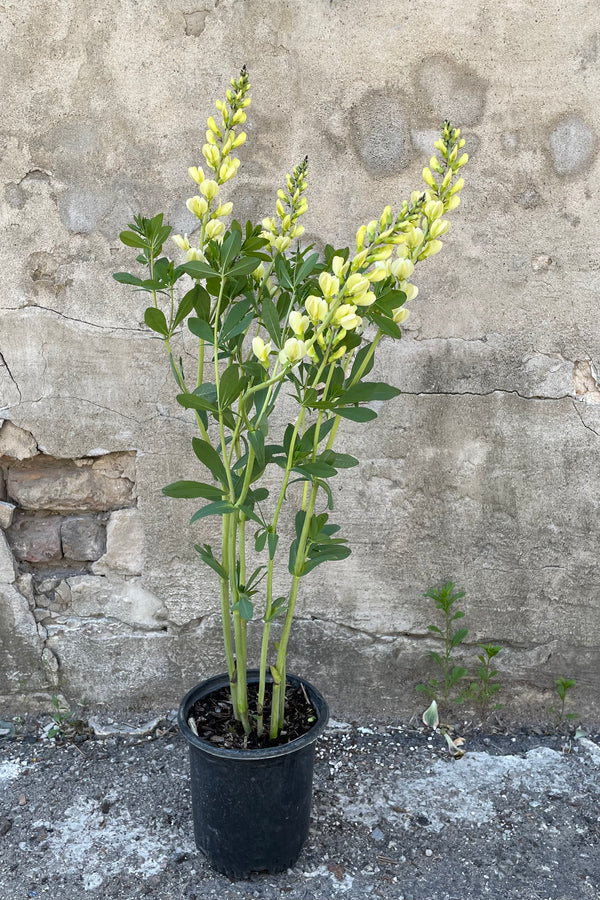 Baptisia 'Mojito' in a #1 growers pot mid May blooming with its light yellow flowers in front of a concrete wall. 