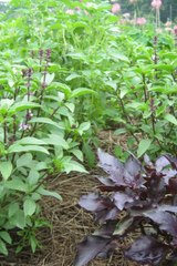 various basils growing that are in the basil bouquet seed pack by Hudson Valley Seed Company