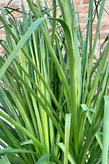Close photo of fine narrow green leaves of Beaucarnea "Ponytail palm" houseplant.