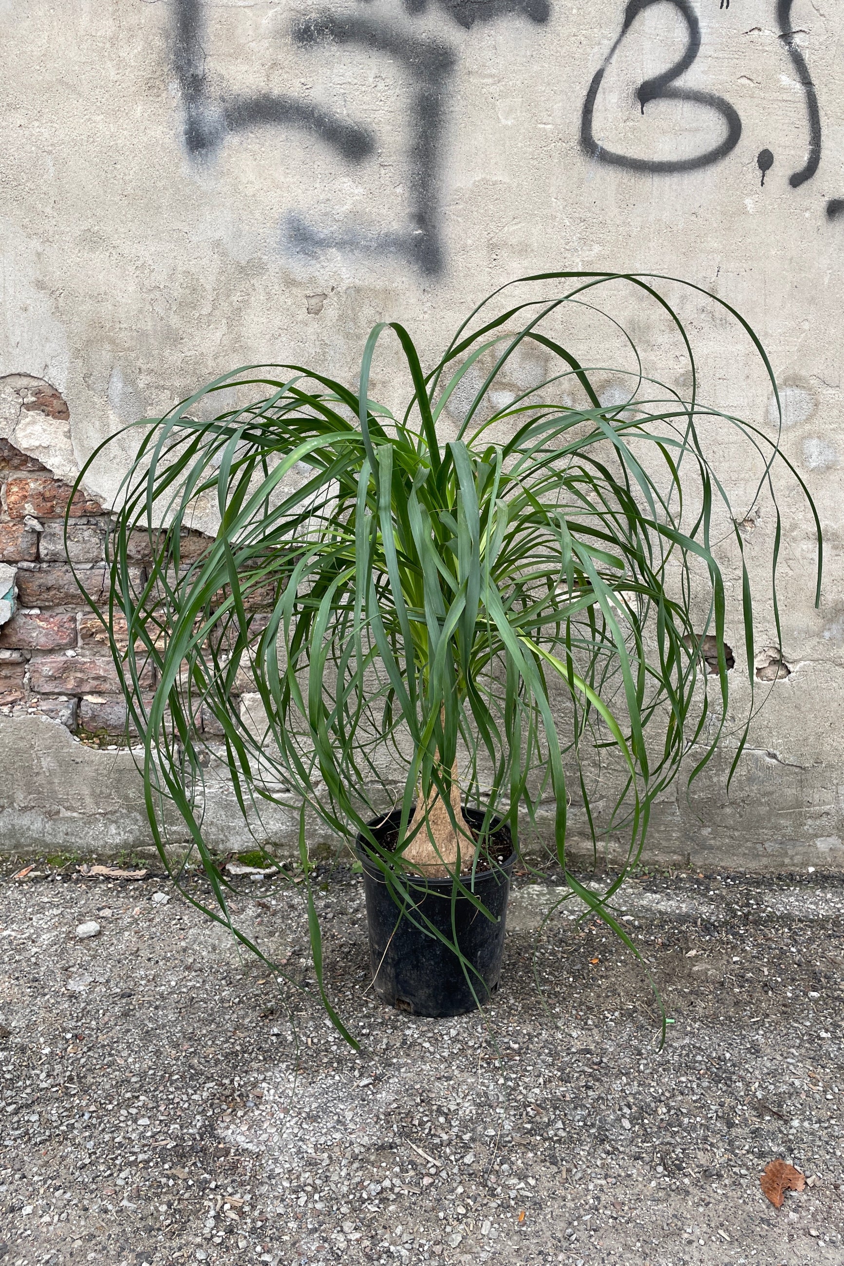 Beaucarnea "Ponytail Palm" in a #2 growers pot showing off its graceful arching leaves. ©Sprout Home