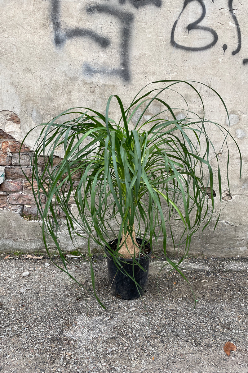 Beaucarnea "Ponytail Palm" in a #2 growers pot showing off its graceful arching leaves.