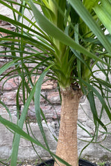 The top stem and green leaves coming from the stalk of the "Ponytail Palm"