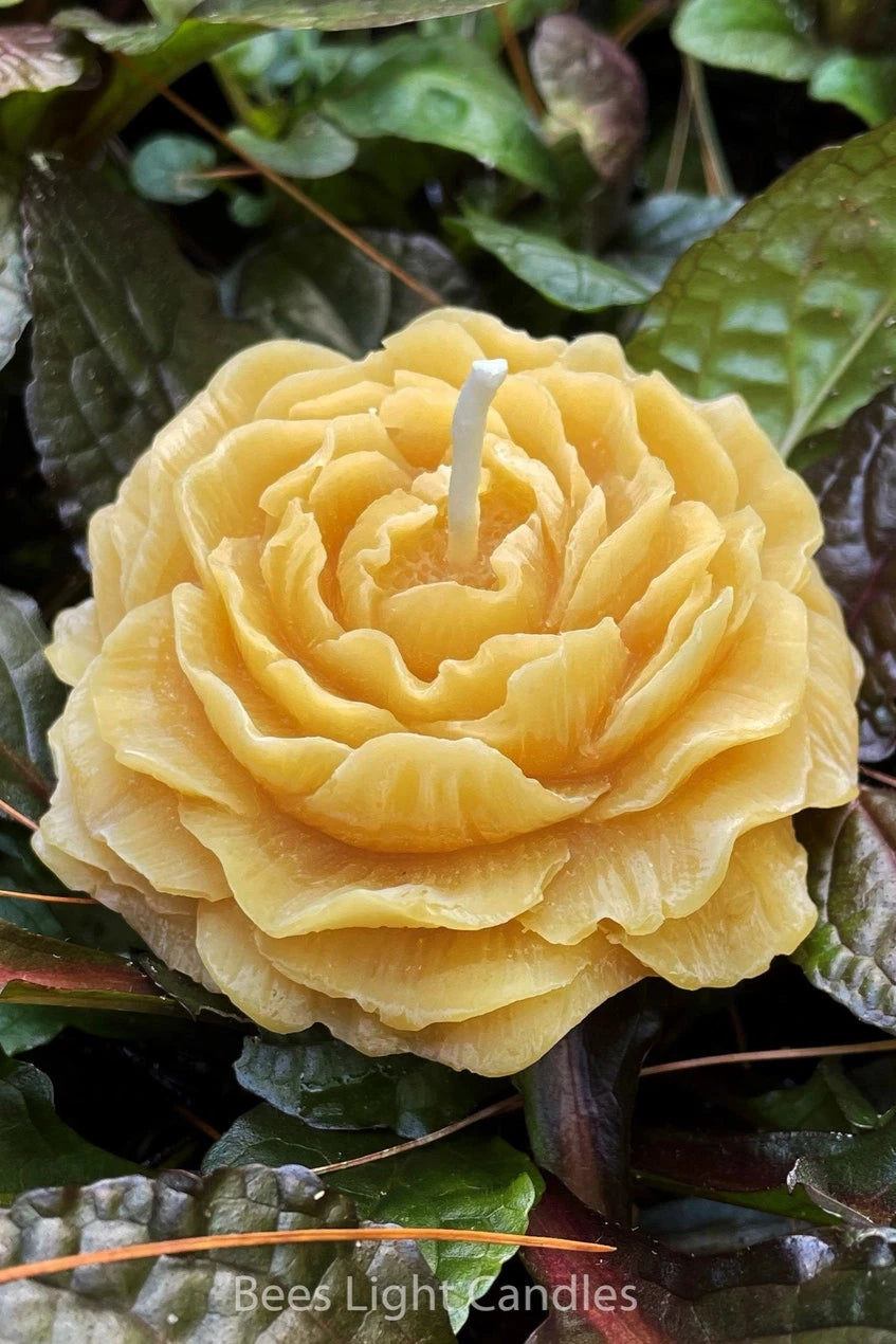 Peony candle by Bees Light Candles sitting on foliage