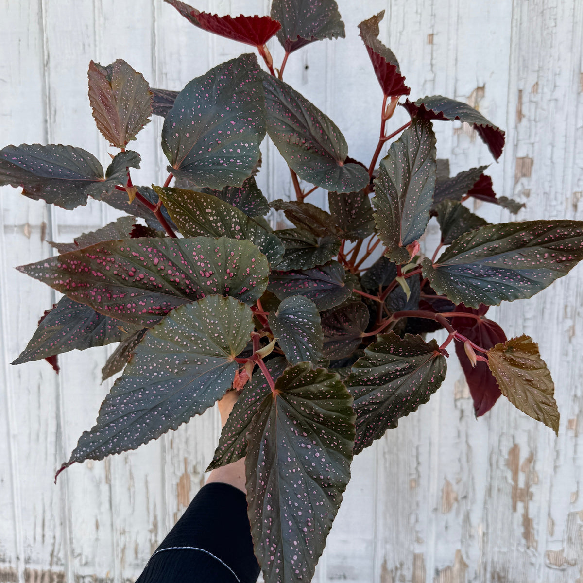 airy plant pot #3 Fothergilla x Mt. Airy/ Witch Alder