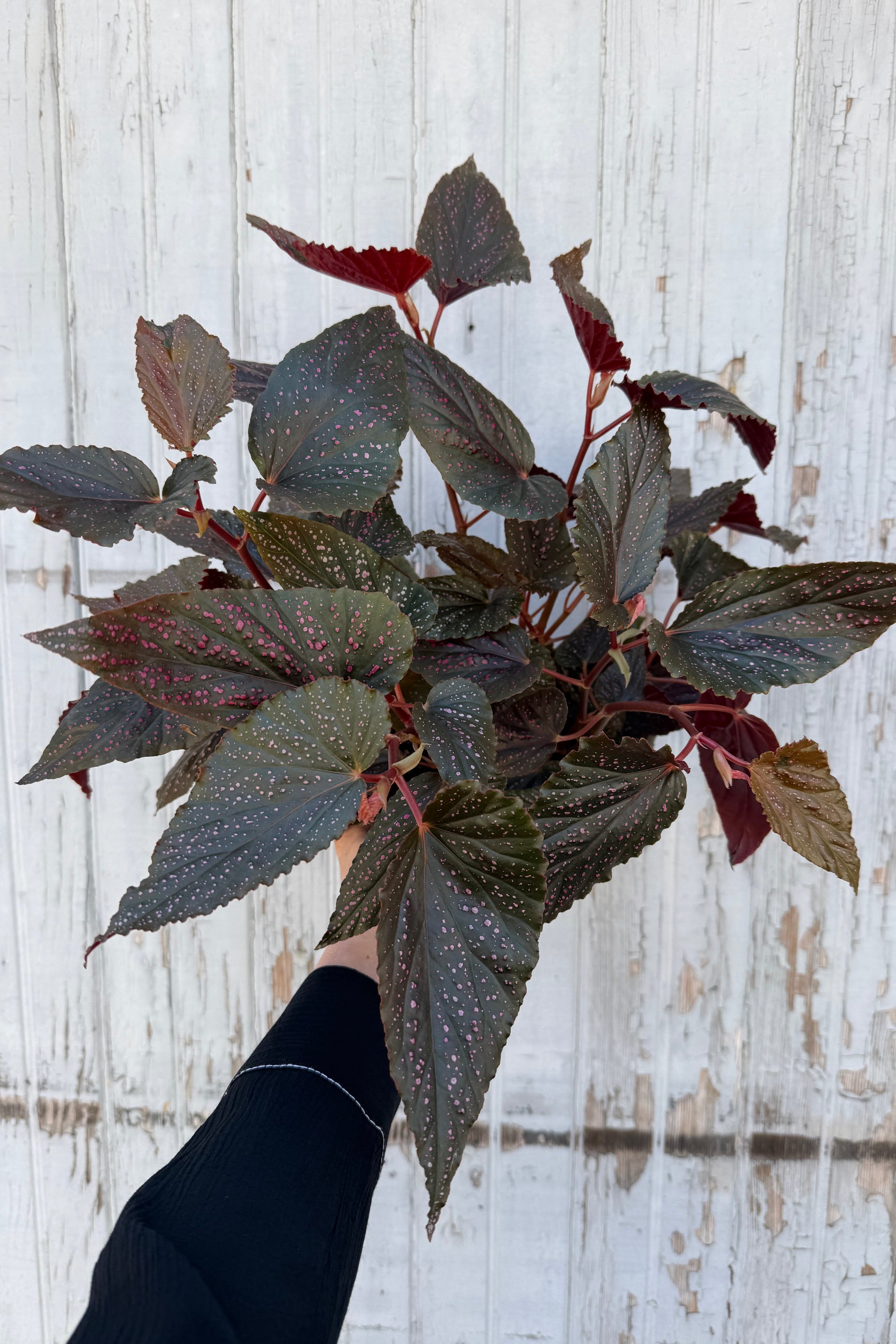 Begonia 'Angel Wing' with dark pink spotted leaves  held against a wooden background ©Sprout Home