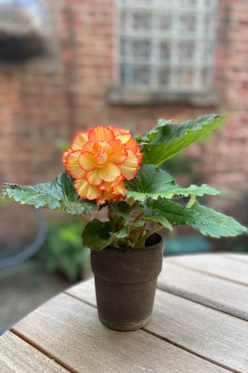 An orange tuberous begonia in bloom with yellow and orange flower potted in a basalt colored clay pot. 