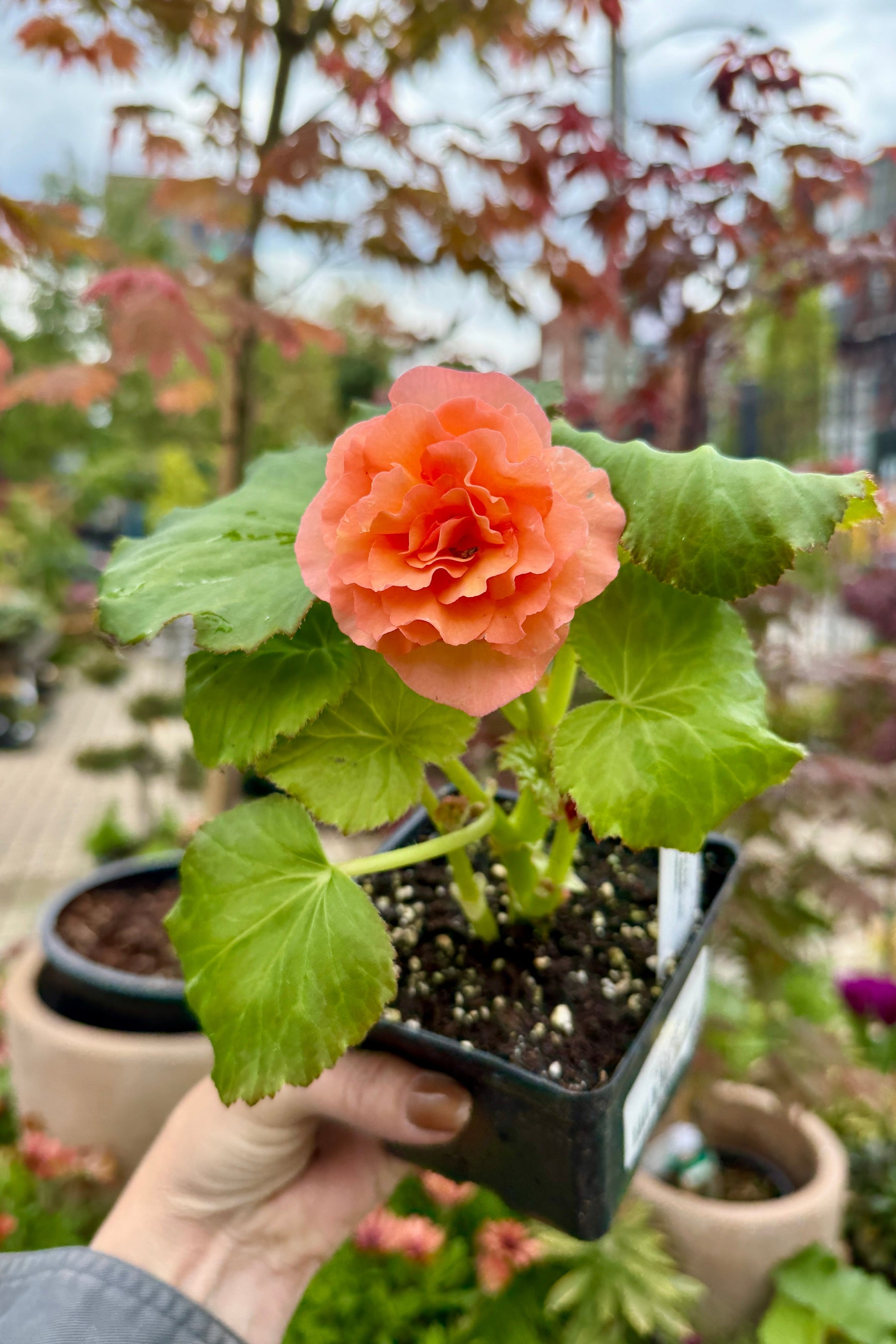 Begonia x tuberhybrida Belleconia 'Apricot' held in hand ©Sprout Home
