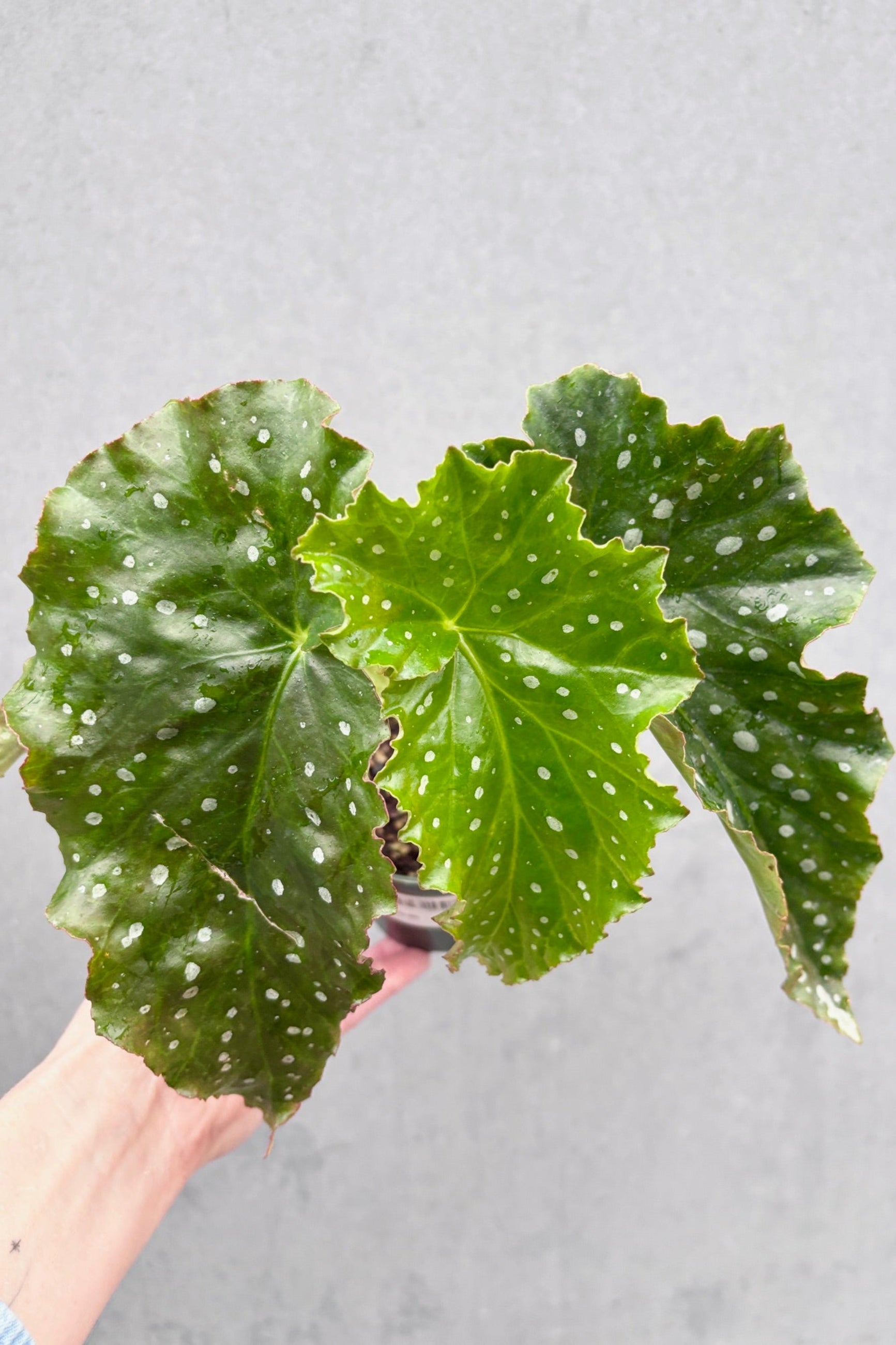 Angel wing Begonia with serated wing shaped leaves dotted with white spots ©Sprout Home 