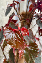 Close photo of the dark, ruffled leaves of a Begonia. This Begonia grows from a central rhizome and supports tall, lean canes. The leaves emerge a vibrant crimson and are ruffled at the margins. They age to a dark, almost black green with bronze tones. The Begonia is called 'Black Magic' and this plant's grow is supported on a central post. The plant is photographed against a gray wooden wall.