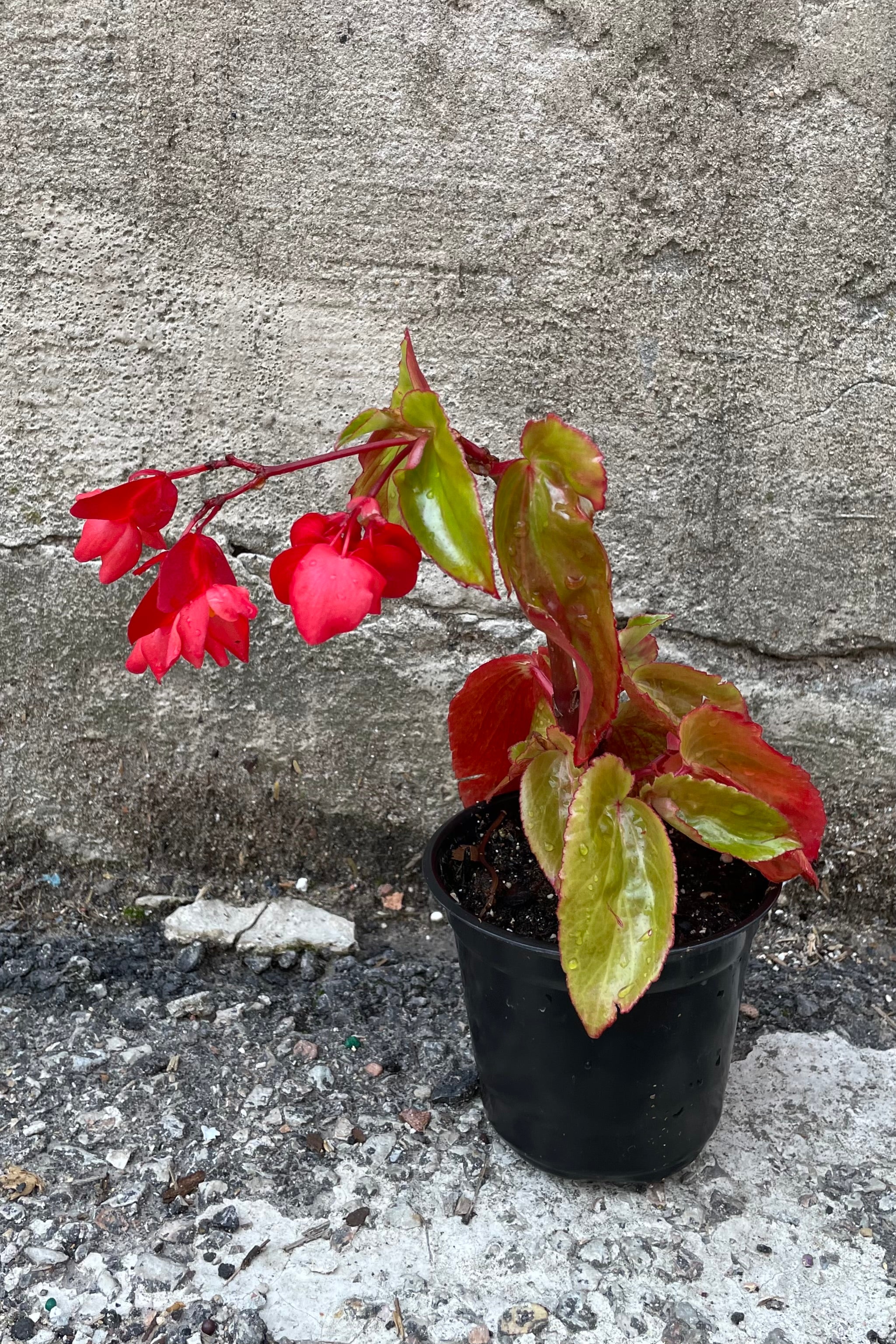 Begonia 'Dragon Wing Red' in a 4.5" growers pot in bloom the beginning of July.