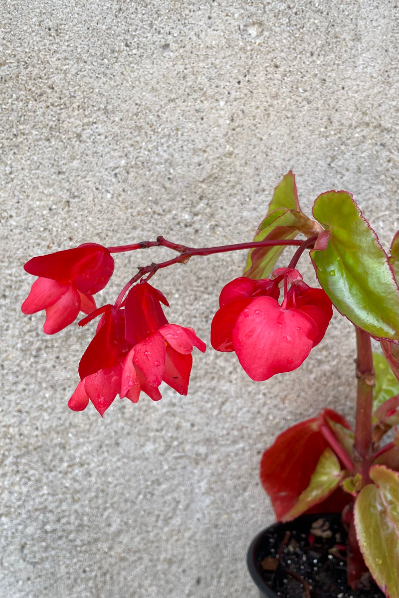 Begonia 'Dragon Wing Red' in bloom the beginning of July.