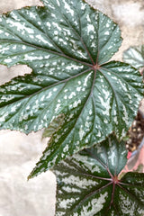 A detailed view of Begonia x 'Gryphon' 4" against concrete backdrop