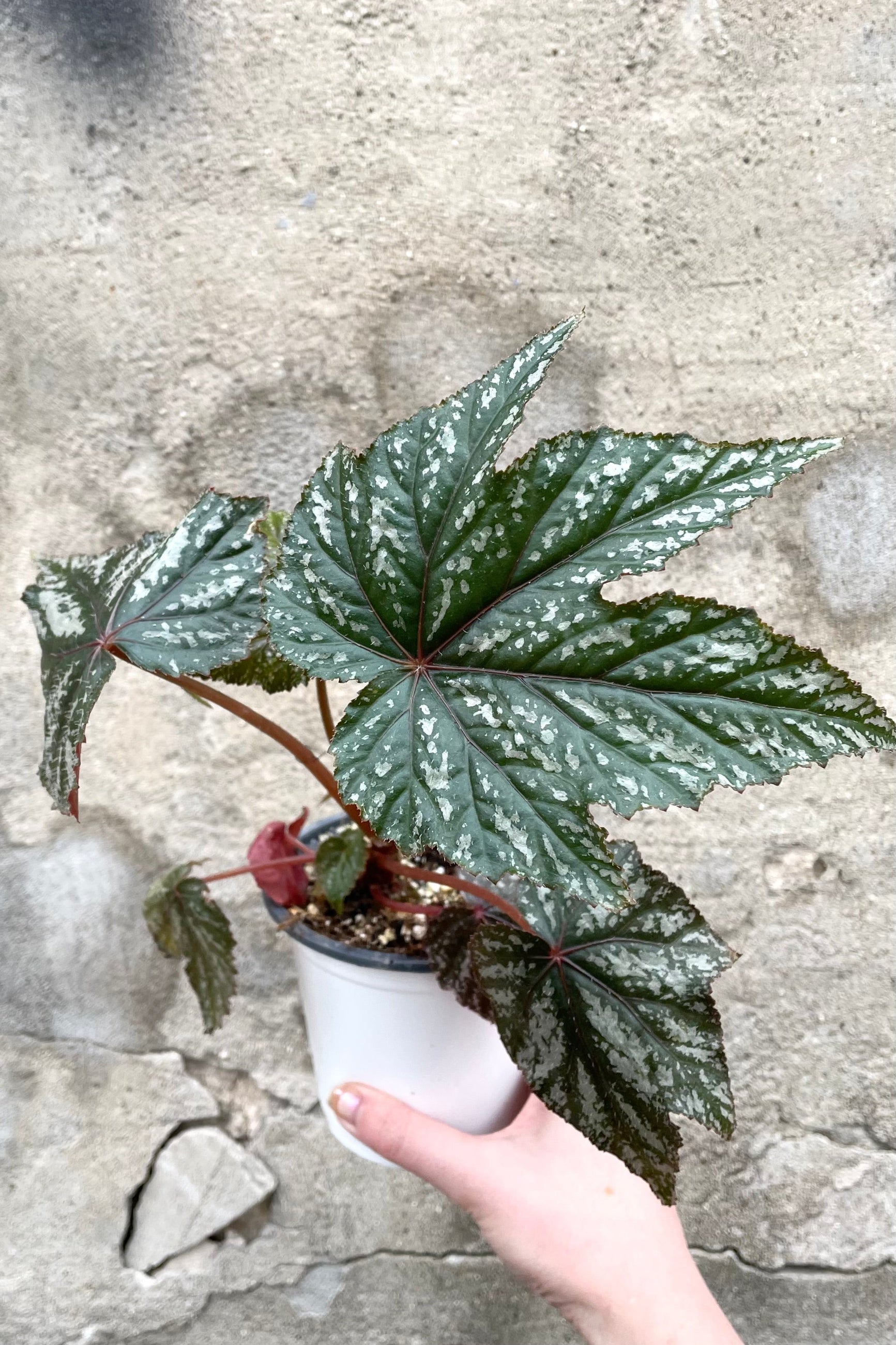 A hand holds Begonia x 'Gryphon' 4" in grow pot against concrete backdrop   ©Sprout Home