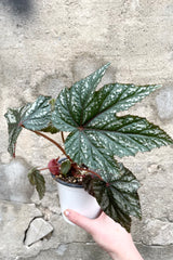 A hand holds Begonia x 'Gryphon' 4" in grow pot against concrete backdrop