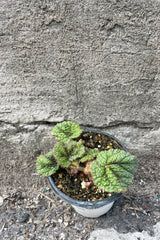 Photo of a young Begonia masoniana 'Iron Cross' in a nursery pot against a gray cement wall.