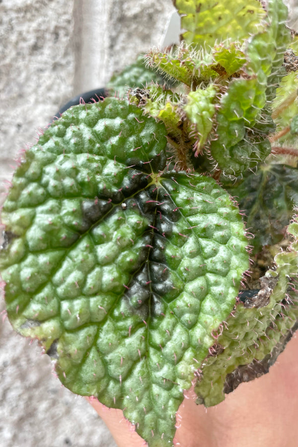 Close up photo of highly textured leaf of Begonia masoniana Iron Cross against a gray cement wall.