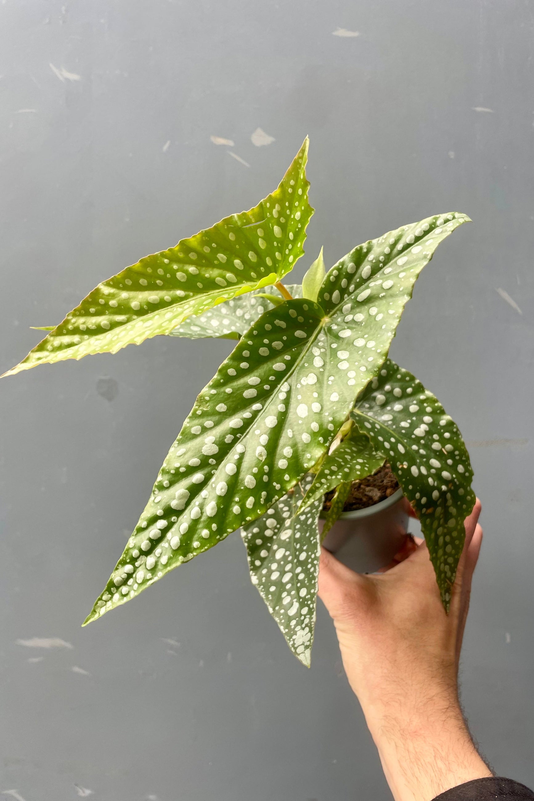 A spotted angelwing Begonia held in front of a gray wall. Begonia maculata ©Sprout Home