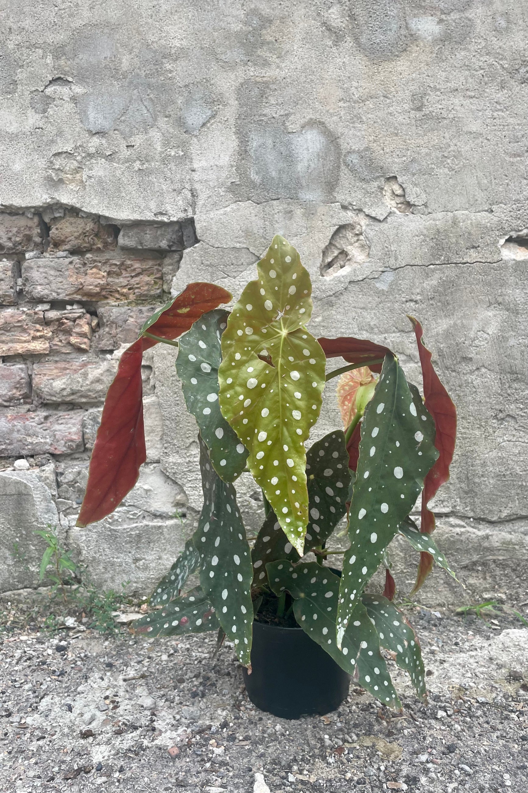 Photo of a Begonia maculata 'Wightii' plant in a black pot against a cement wall. ©Sprout Home