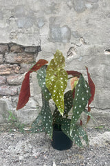 Photo of a Begonia maculata 'Wightii' plant in a black pot against a cement wall.