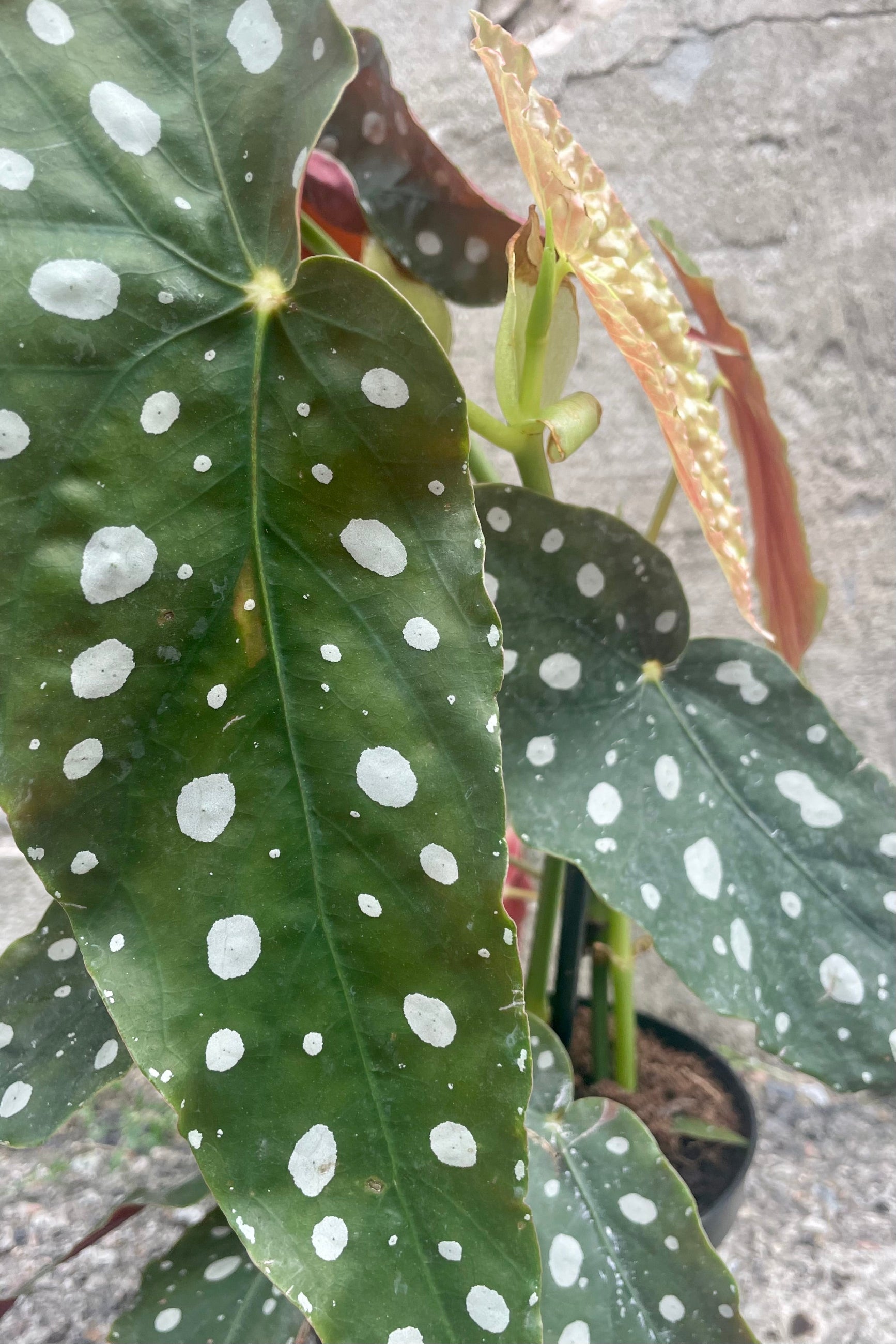 Close photo of green and white spotted leaves of Begonia maculata 'Wightii' plant against a cement wall ©Sprout Home