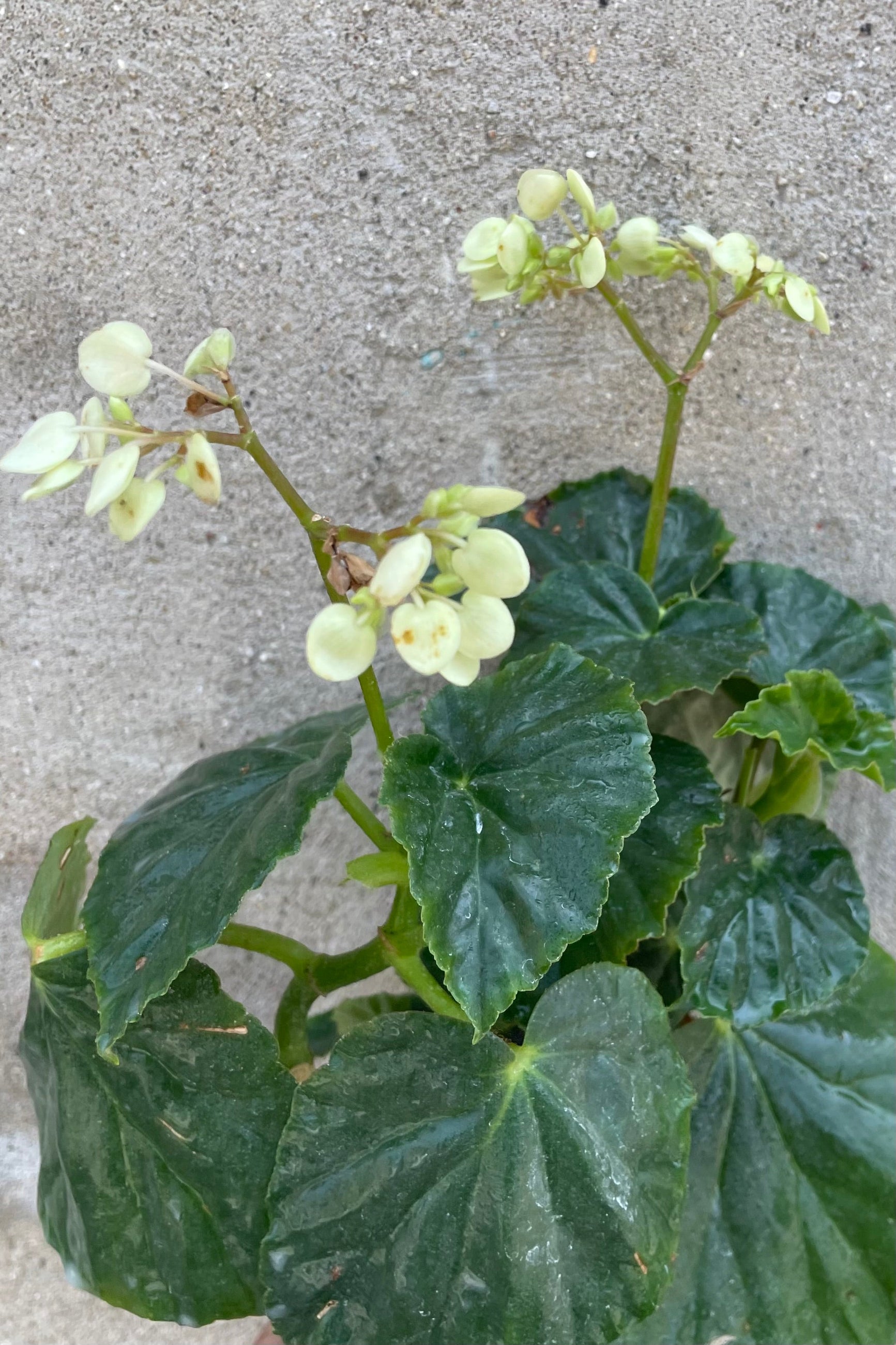 A detailed view of Begonia odorata 'Alba' 4" against concrete backdrop ©Sprout Home