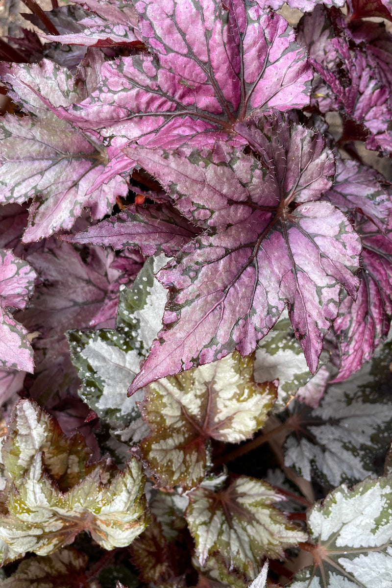 Various rex-cultorum Begonia's together showing the variety of coloration and shape in the leaves. 