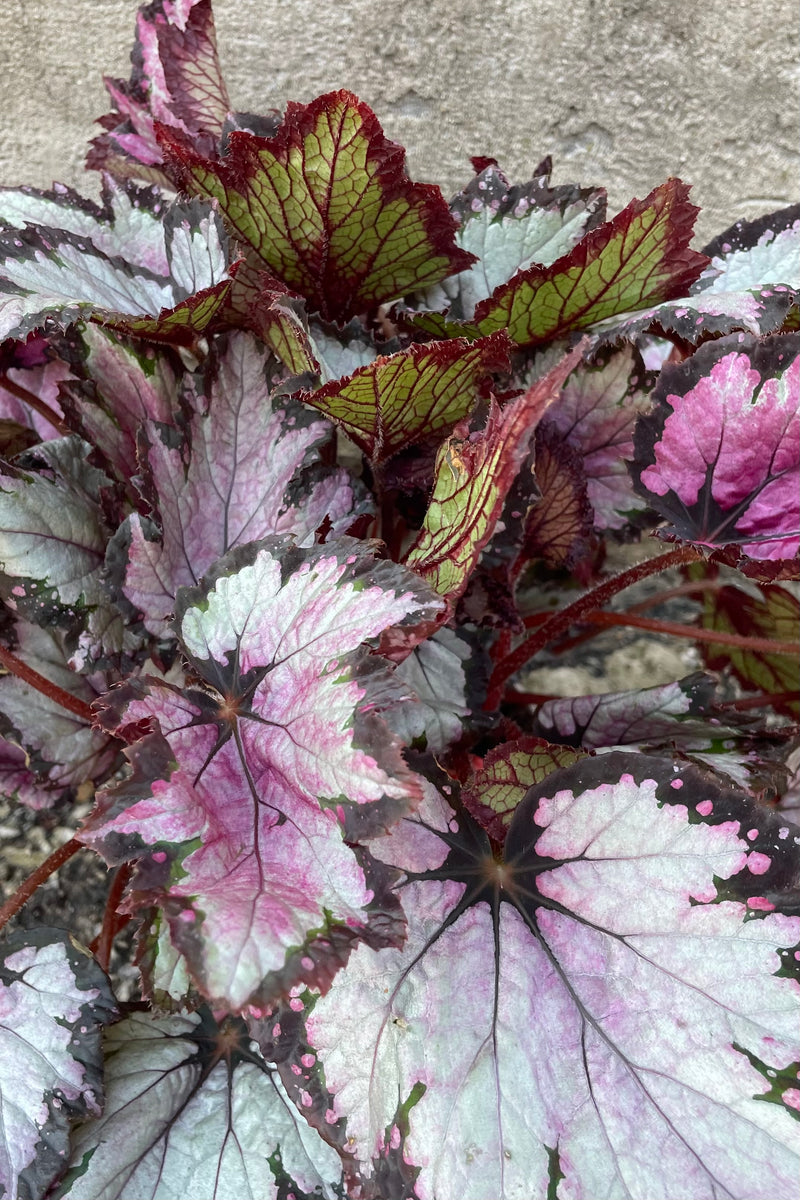 Begonia rex-cultorum leaves in silver and burgundy. 