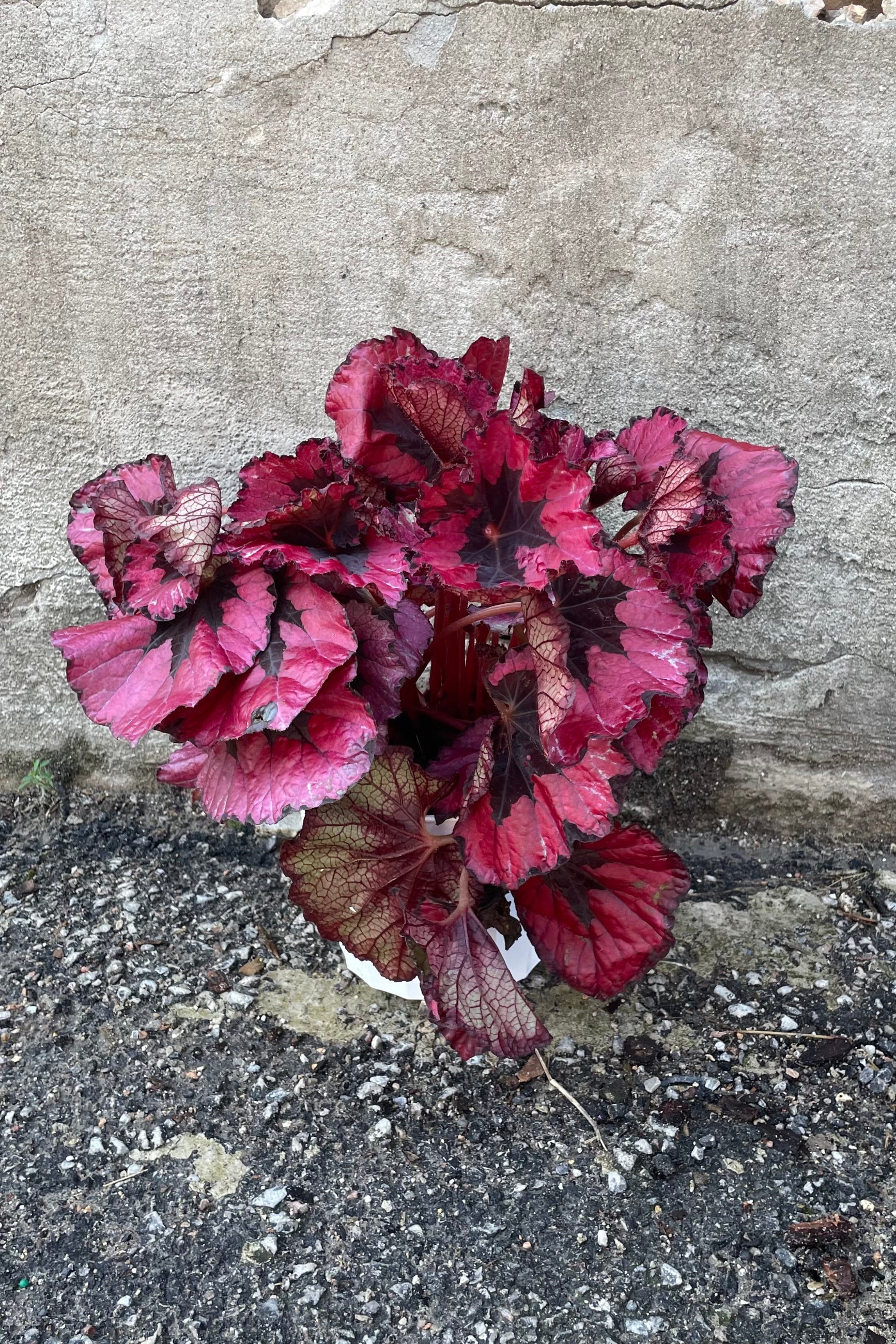 A Begonia rex in a 6.5" growers pot with red and burgundy leaves. ©Sprout Home