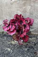 A Begonia rex in a 6.5" growers pot with red and burgundy leaves.