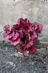 Begonia rex in red and burgundy in a 6" growers pot against a concrete wall. 