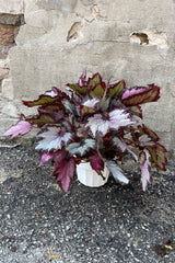 Begonia rex in a 6" growers pot in shades of silver and burgundy.