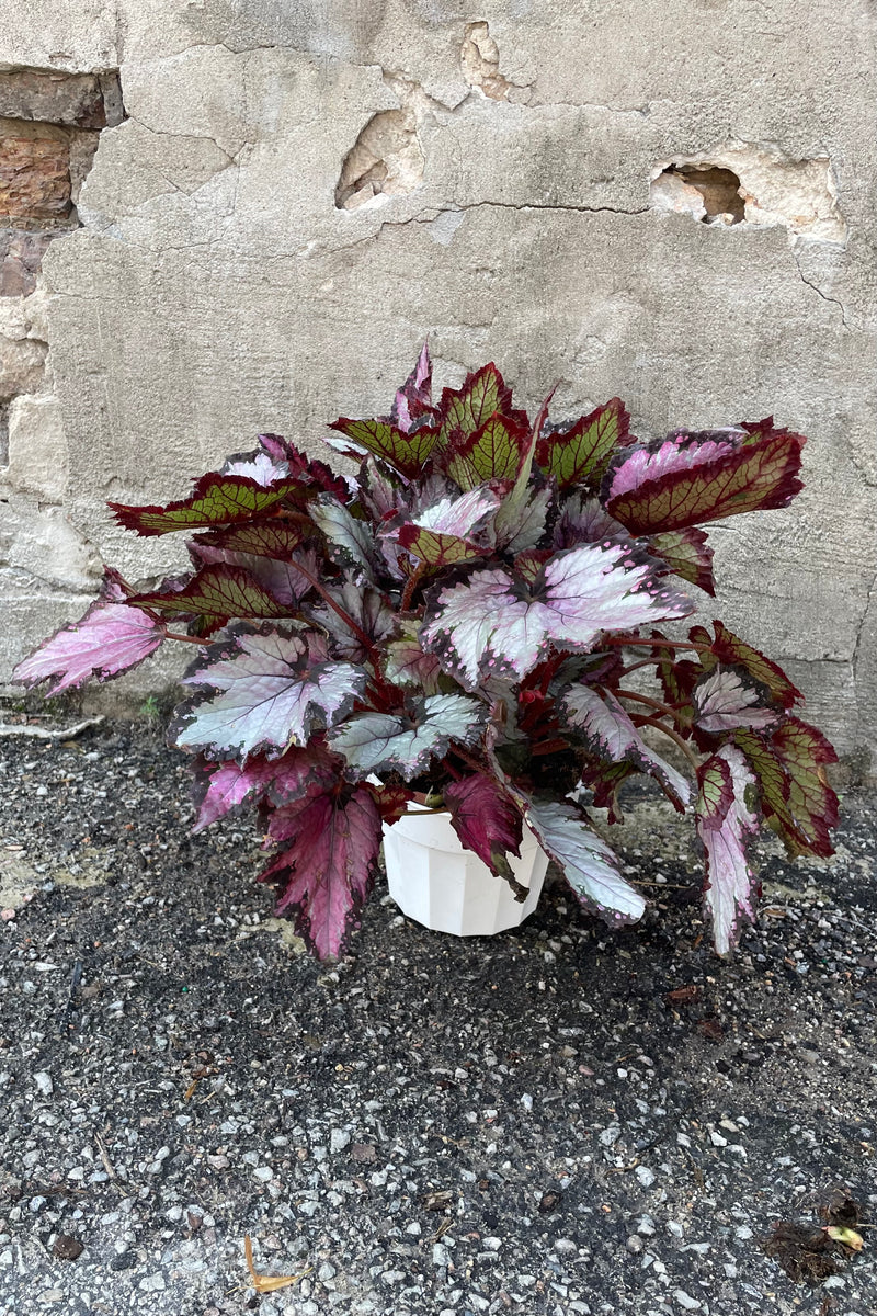 Begonia rex in a 6" growers pot in shades of silver and burgundy.