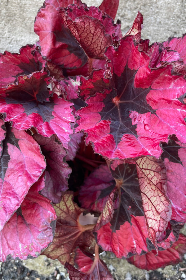 a red and burgundy colored Begonia Rex shown up close.