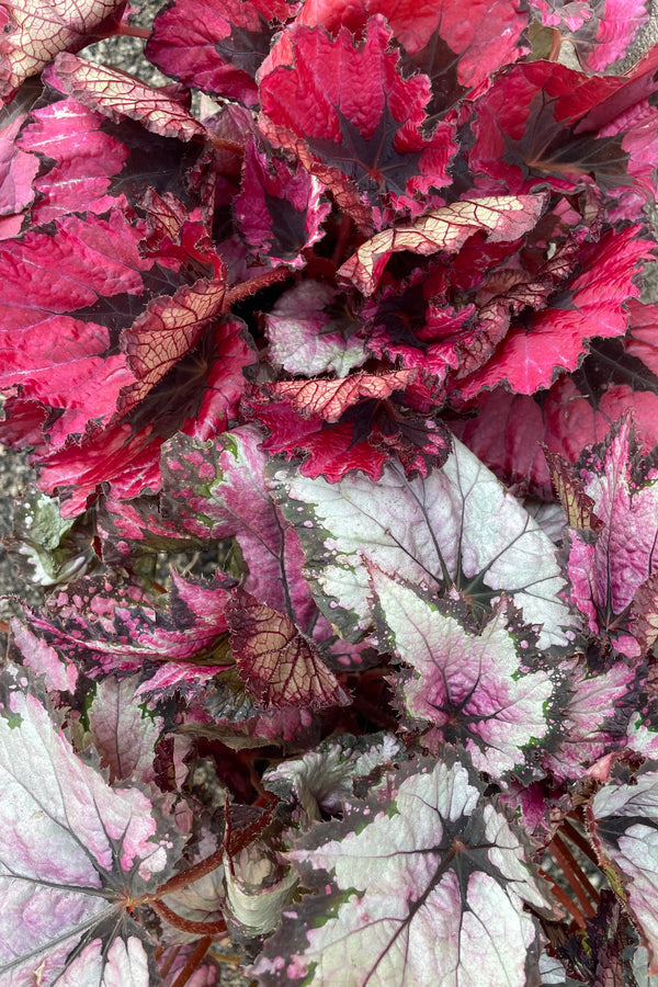 Two types of Begonia rex-cultorum leaves shown up close. One with red and burgundy the other with silver and burgundy.