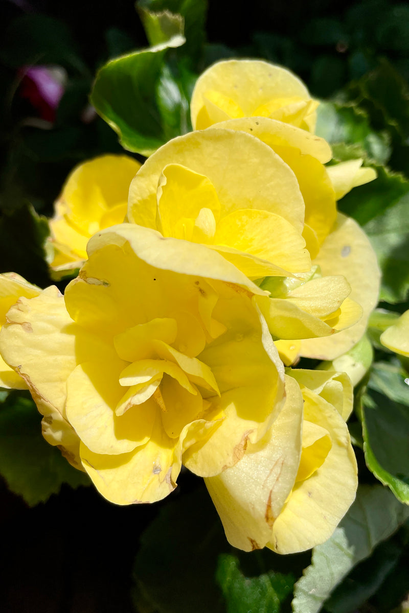 Begonia "Reiger" in a yellow flower up close the middle of May at Sprout Home. 