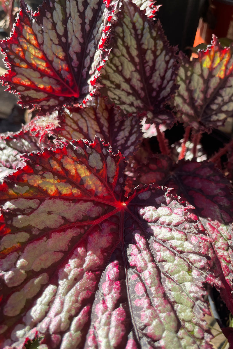A close up image of a Begonia rex-cultorum variety with dark burgundy and silver leaves.