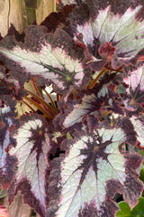 A close of a Begonia rex-cultorum plant leaves that feature a burgundy center and edging surrounding a silver white pattern.