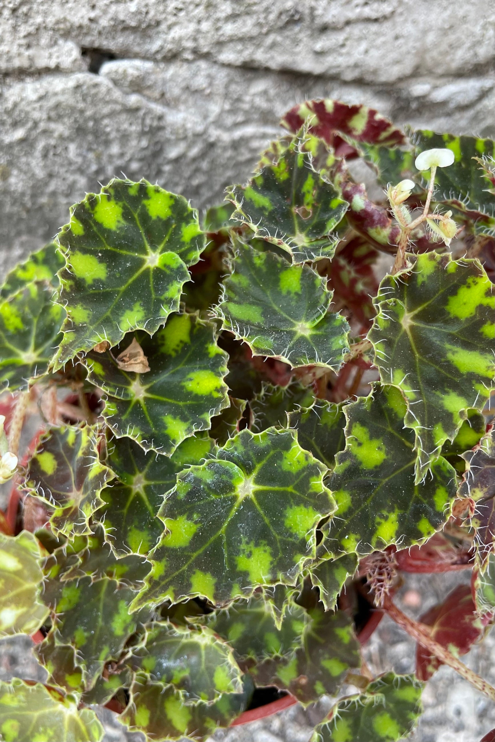 A detailed view of Begonia rex-cultorum 'Tiger Paws' 4" against concrete backdrop Begonia rex-cultorum 'Hercules' 8"