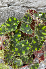 A detailed view of Begonia rex-cultorum 'Tiger Paws' 4" against concrete backdrop