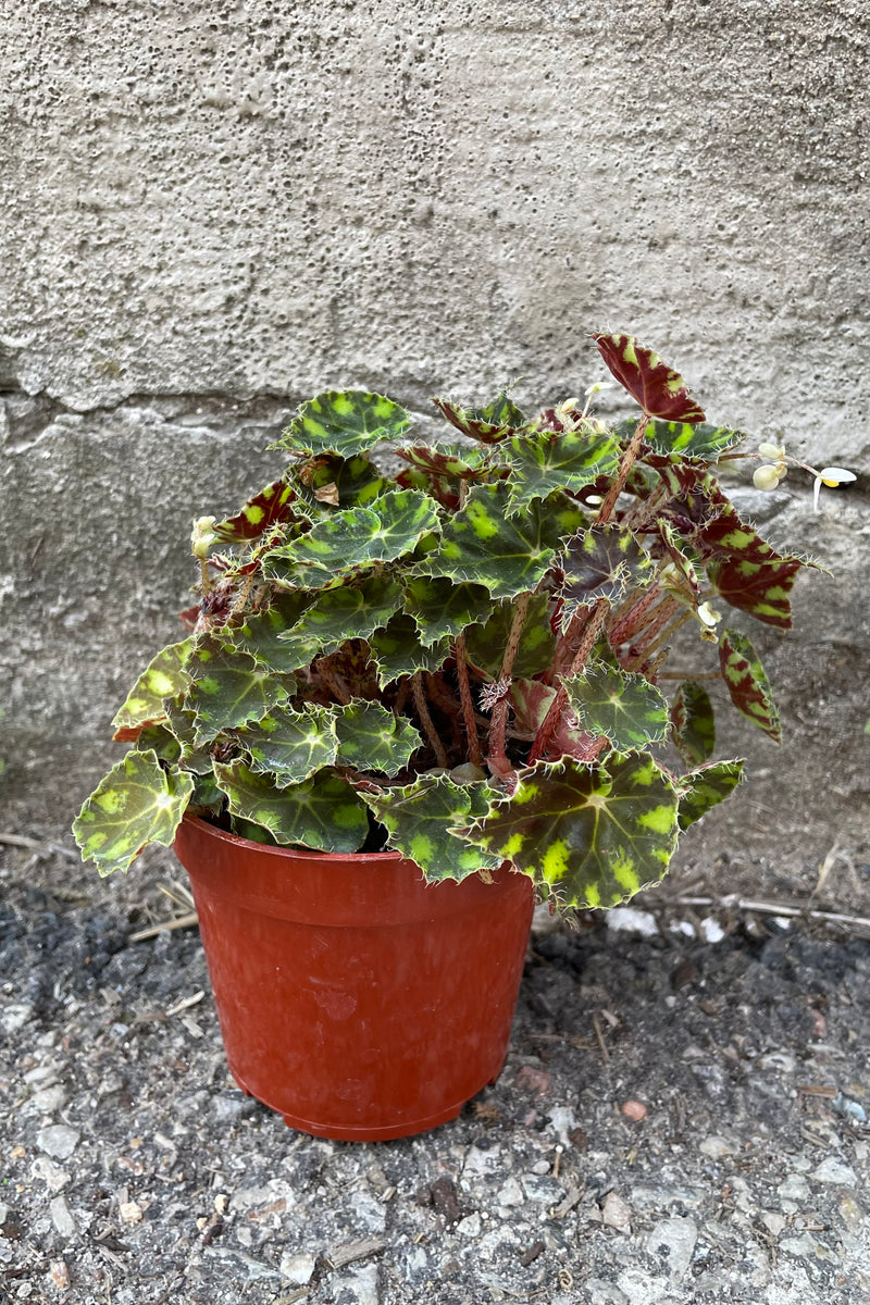 A full view of Begonia rex-cultorum 'Tiger Paws' 4" in grow pot against concrete backdrop