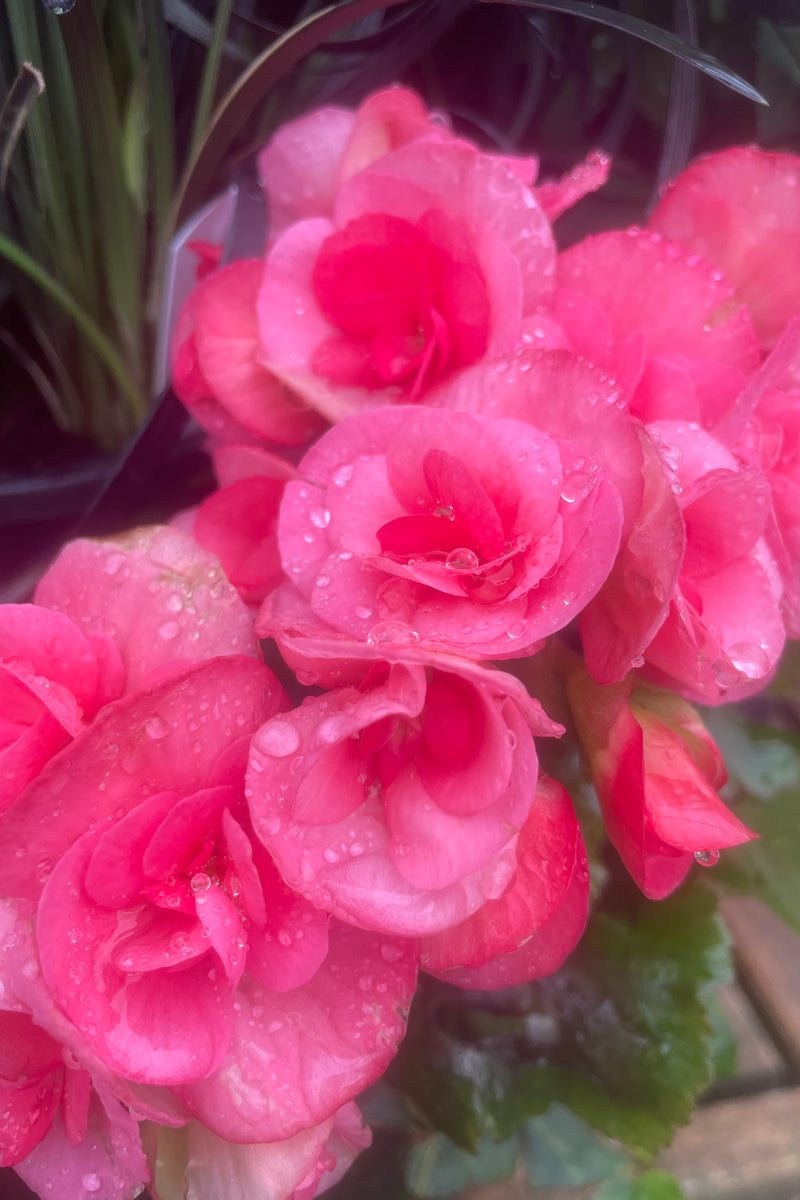 A bright pink blooming Rieger Begonia up close mid May at Sprout Home. 