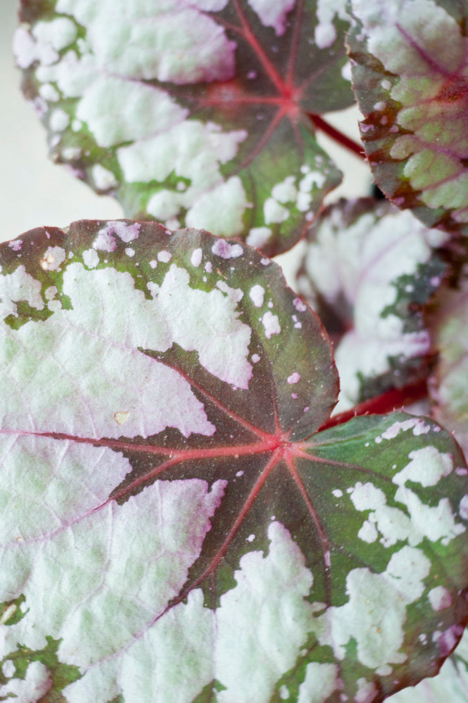 Close-up of a Begonia rex-cultorum plant with white powdery looking leaf variegation on its surface. ©Sprout Home
