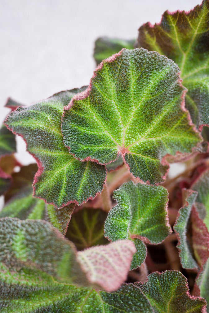 Close-up of a green leafy Begonia rex-cultorum plant with a white background ©Sprout Home
