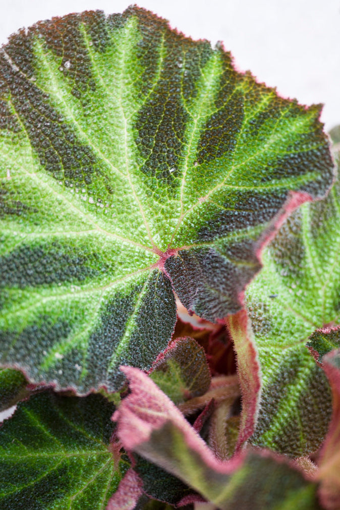 Close-up of a green leaf Begonia rex-cultorum with pink edges on a white background ©Sprout Home